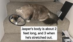 Lost Male Cat last seen Manhattan Drive, Kelowna, BC V1Y 7J6