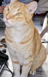 Lost Male Cat last seen Sherwood Forest RV Park, Kissimmee, FL 34746
