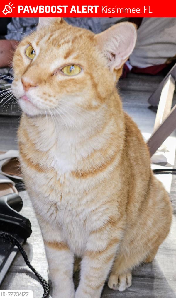 Lost Male Cat last seen Sherwood Forest RV Park, Kissimmee, FL 34746