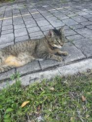Found/Stray Unknown Cat last seen NE 16 Ave , Fort Lauderdale, FL 33304