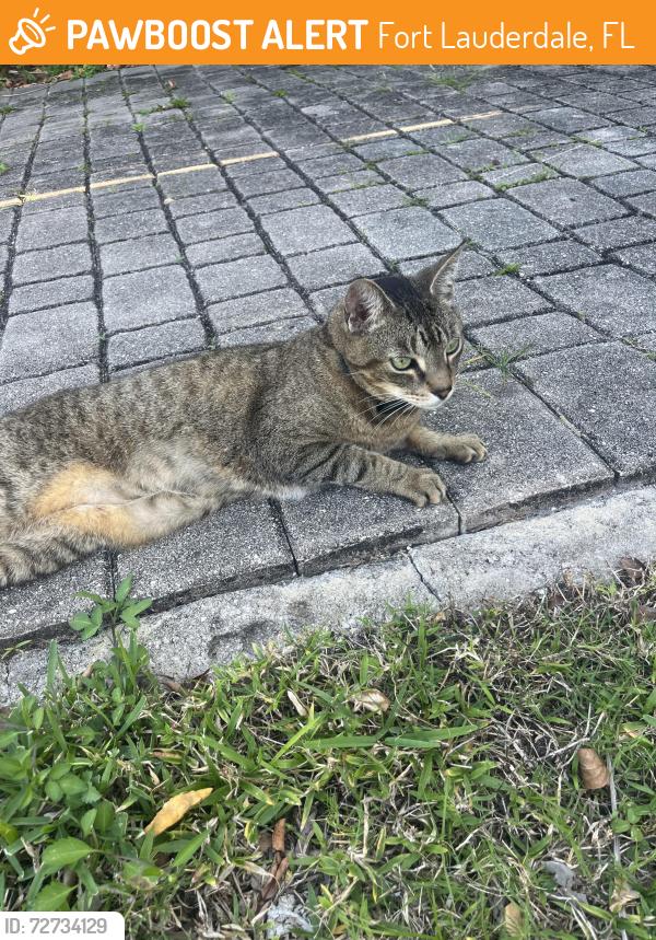 Found/Stray Unknown Cat last seen NE 16 Ave , Fort Lauderdale, FL 33304