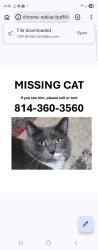 Lost Male Cat last seen Parkview Drive , Bellefonte, PA 16823