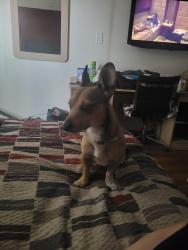Found/Stray Male Dog last seen Red Roof Inn 4130 North Black Canyon Highway, Phoenix, AZ 85034