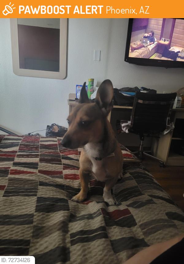 Found/Stray Male Dog last seen Red Roof Inn 4130 North Black Canyon Highway, Phoenix, AZ 85034