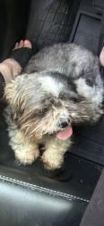 Found/Stray Unknown Dog last seen Near near Sungate Diner, Marcus Hook, PA 19061