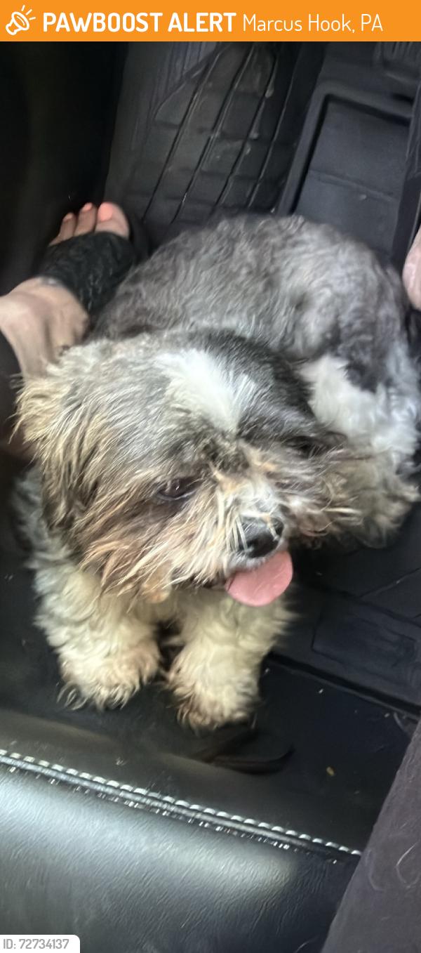 Found/Stray Unknown Dog last seen Near near Sungate Diner, Marcus Hook, PA 19061