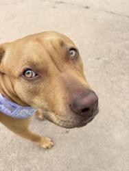 Found/Stray Female Dog last seen Bel Air on 25th apmts, Abilene, TX 79605