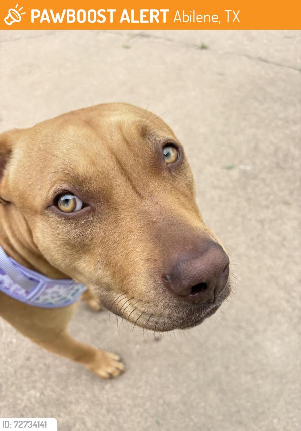 Found/Stray Female Dog last seen Bel Air on 25th apmts, Abilene, TX 79605
