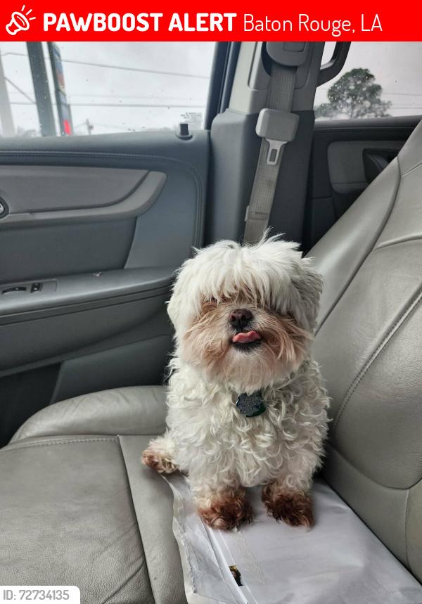 Lost Male Dog last seen Government Street across from Baton Rouge High , Baton Rouge, LA 70806