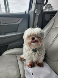 Lost Male Dog last seen Government Street across from Baton Rouge High , Baton Rouge, LA 70806