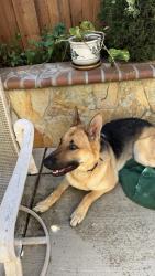 Found/Stray Male Dog last seen Brooktrail St and Windwood Dr, Pittsburg, Pittsburg, CA 94565