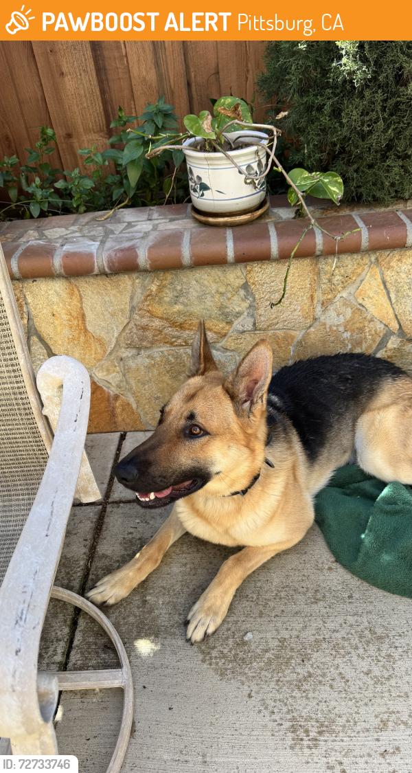 Found/Stray Male Dog last seen Brooktrail St and Windwood Dr, Pittsburg, Pittsburg, CA 94565
