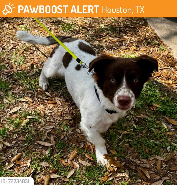 Found/Stray Male Dog last seen Leedwick, Houston, TX 77041