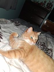 Lost Male Cat last seen In front of Hydro Québec, Saint-Jean-sur-Richelieu, QC J3B 4X1