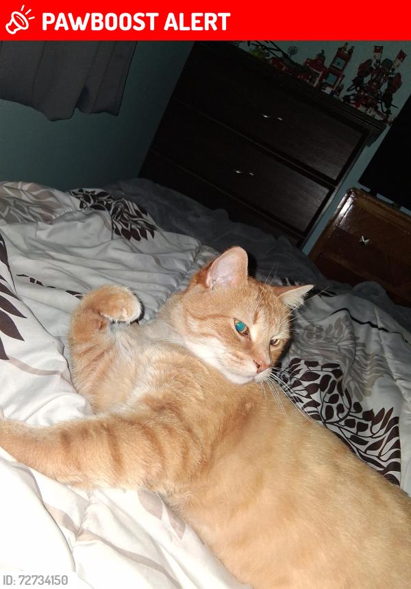 Lost Male Cat last seen In front of Hydro Québec, Saint-Jean-sur-Richelieu, QC J3B 4X1