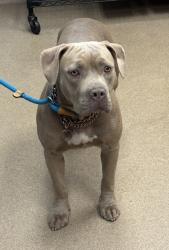 Shelter Stray Female Dog last seen Near Vigo Dr Lithonia, 30058, 30058, GA, Atlanta, GA 30341