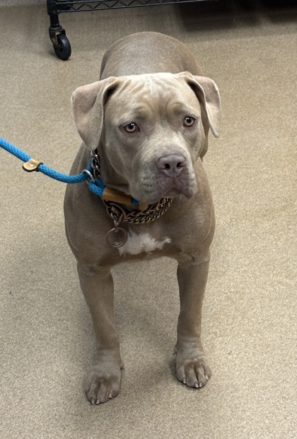 Shelter Stray Female Dog last seen Near Vigo Dr Lithonia, 30058, 30058, GA, Atlanta, GA 30341