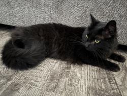Found/Stray Unknown Cat last seen Everwood apmts, Webster, TX 77598