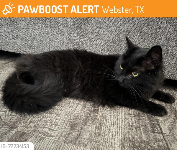 Found/Stray Unknown Cat last seen Everwood apmts, Webster, TX 77598