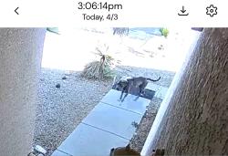 Found/Stray Male Dog last seen Near ave and southern , Phoenix, AZ 85041