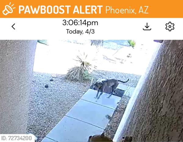 Found/Stray Male Dog last seen Near ave and southern , Phoenix, AZ 85041