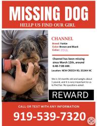 Lost Female Dog last seen New Creech rd Selma nc, Johnston County, NC 27576