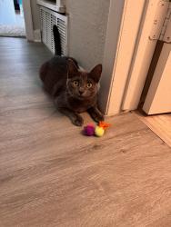 Lost Female Cat last seen Hughes Middle School, Burleson, TX 76028