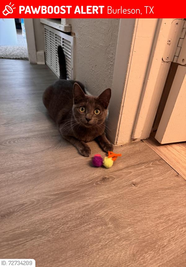 Lost Female Cat last seen Hughes Middle School, Burleson, TX 76028