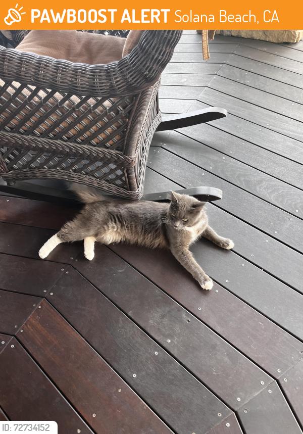 Found/Stray Male Cat last seen south nardo, Solana Beach, CA 92075
