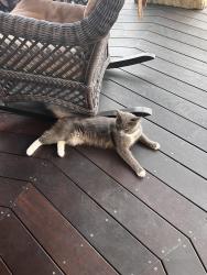 Found/Stray Male Cat last seen south nardo, Solana Beach, CA 92075