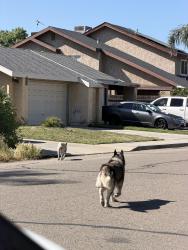 Found/Stray Female Dog last seen N Tipton St and Harold Ave, Visalia, CA 93292