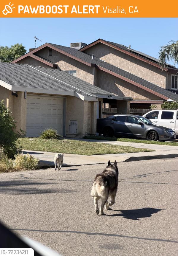 Found/Stray Female Dog last seen N Tipton St and Harold Ave, Visalia, CA 93292