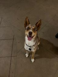 Lost Female Dog last seen was last seen near K Ave and 15th St, National City, CA 91950