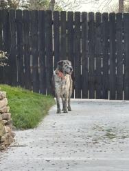 Found/Stray Unknown Dog last seen N Louisiana and Hazel Mill Rd , Asheville, NC 28806