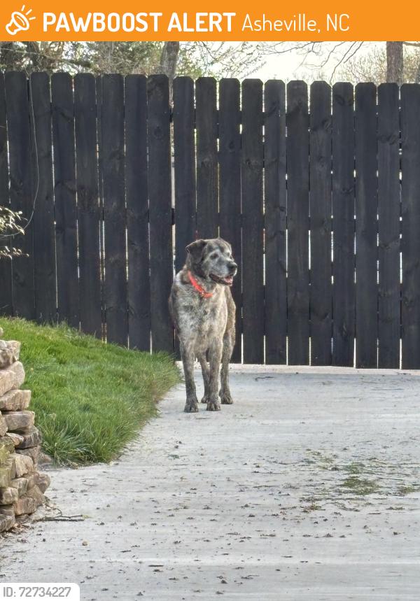 Found/Stray Unknown Dog last seen N Louisiana and Hazel Mill Rd , Asheville, NC 28806