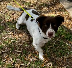 Found/Stray Male Dog last seen Leedwick, Houston, TX 77041