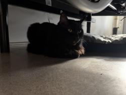 Found/Stray Female Cat last seen Fort cambell, Fort Campbell, KY 42223
