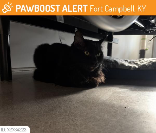 Found/Stray Female Cat last seen Fort cambell, Fort Campbell, KY 42223