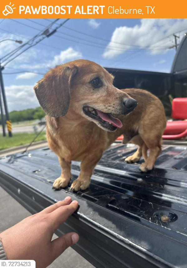 Found/Stray Male Dog last seen Cross of Country Club road and Limestone drive, Cleburne, TX 76033