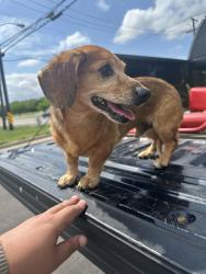 Found/Stray Male Dog last seen Cross of Country Club road and Limestone drive, Cleburne, TX 76033