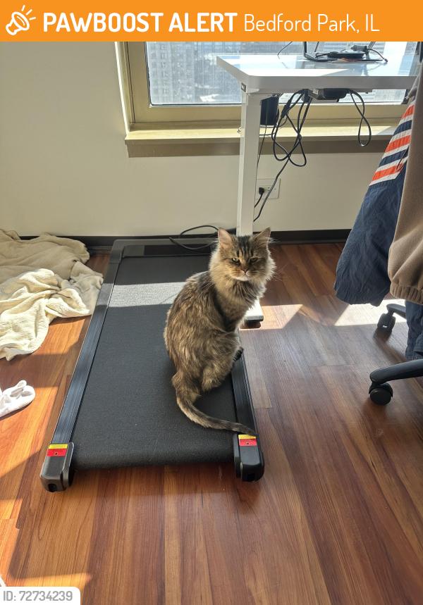 Found/Stray Male Cat last seen Minuteman Park, Bedford Park, IL 60638