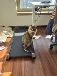 Found/Stray Male Cat last seen Minuteman Park, Bedford Park, IL 60638