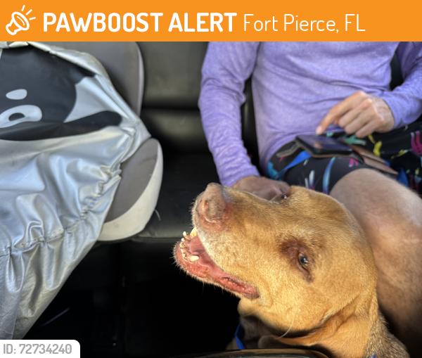Found/Stray Male Dog last seen Near Cherimoya St and Jenkins Rd. Seven Brew is near by, Fort Pierce, FL 34981