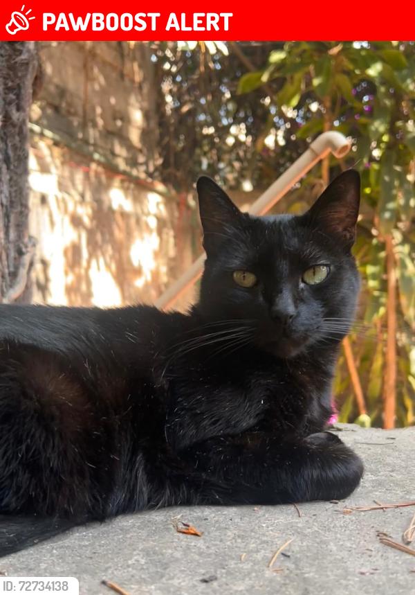 Lost Male Cat last seen entre begonia, mirasol y segunda cerrada mirasol , Ciudad López Mateos, Méx. 