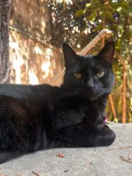 Lost Male Cat last seen entre begonia, mirasol y segunda cerrada mirasol , Ciudad López Mateos, Méx. 