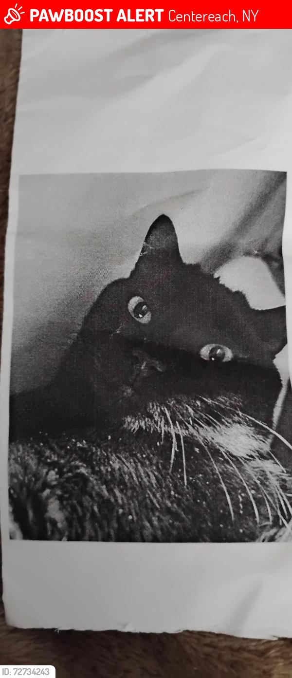 Lost Male Cat last seen Avondale , Centereach, NY 11720