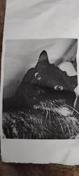 Lost Male Cat last seen Avondale , Centereach, NY 11720