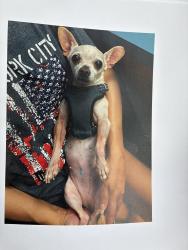 Lost Female Dog last seen Furneaux and Peter’s Colony , Carrollton, TX 75007