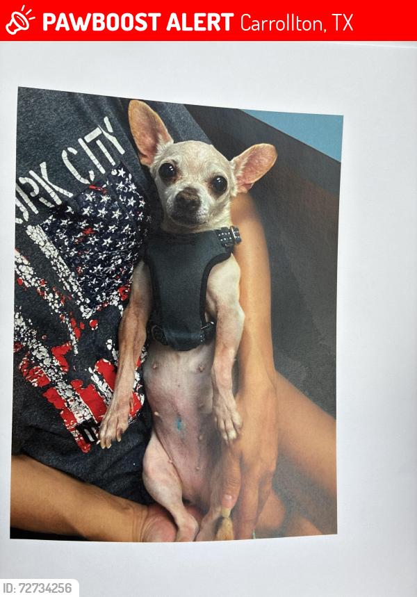 Lost Female Dog last seen Furneaux and Peter’s Colony , Carrollton, TX 75007