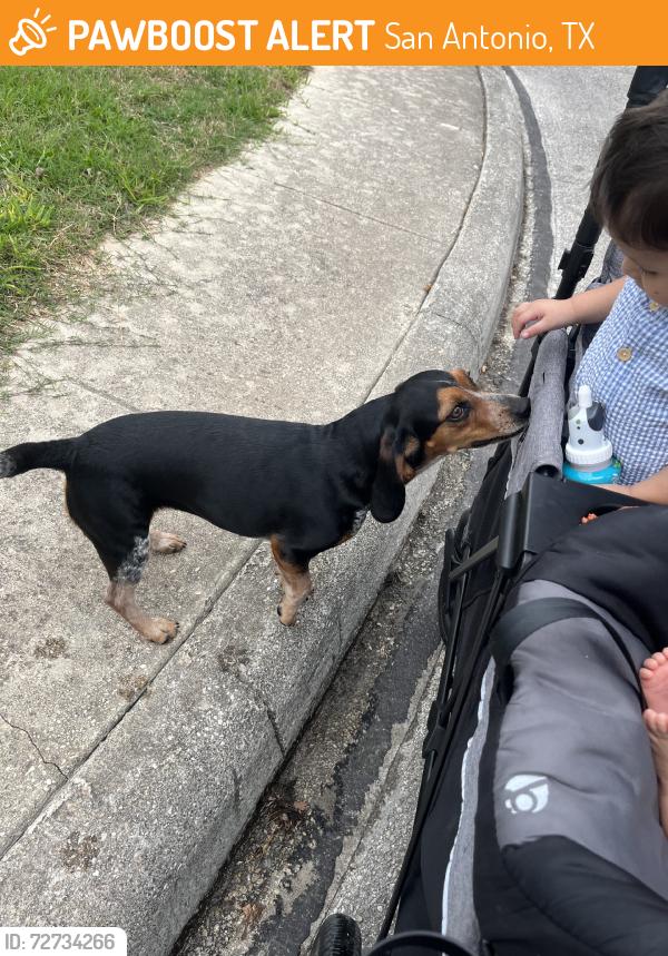Found/Stray Female Dog last seen Ridge country, San Antonio, TX 78247